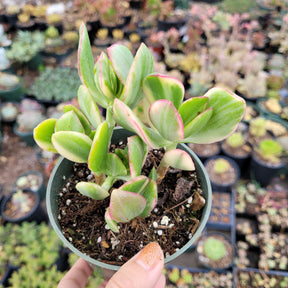succulent soil for money tree Crassula argentea 'Money Tree' Variegata 8 Inch