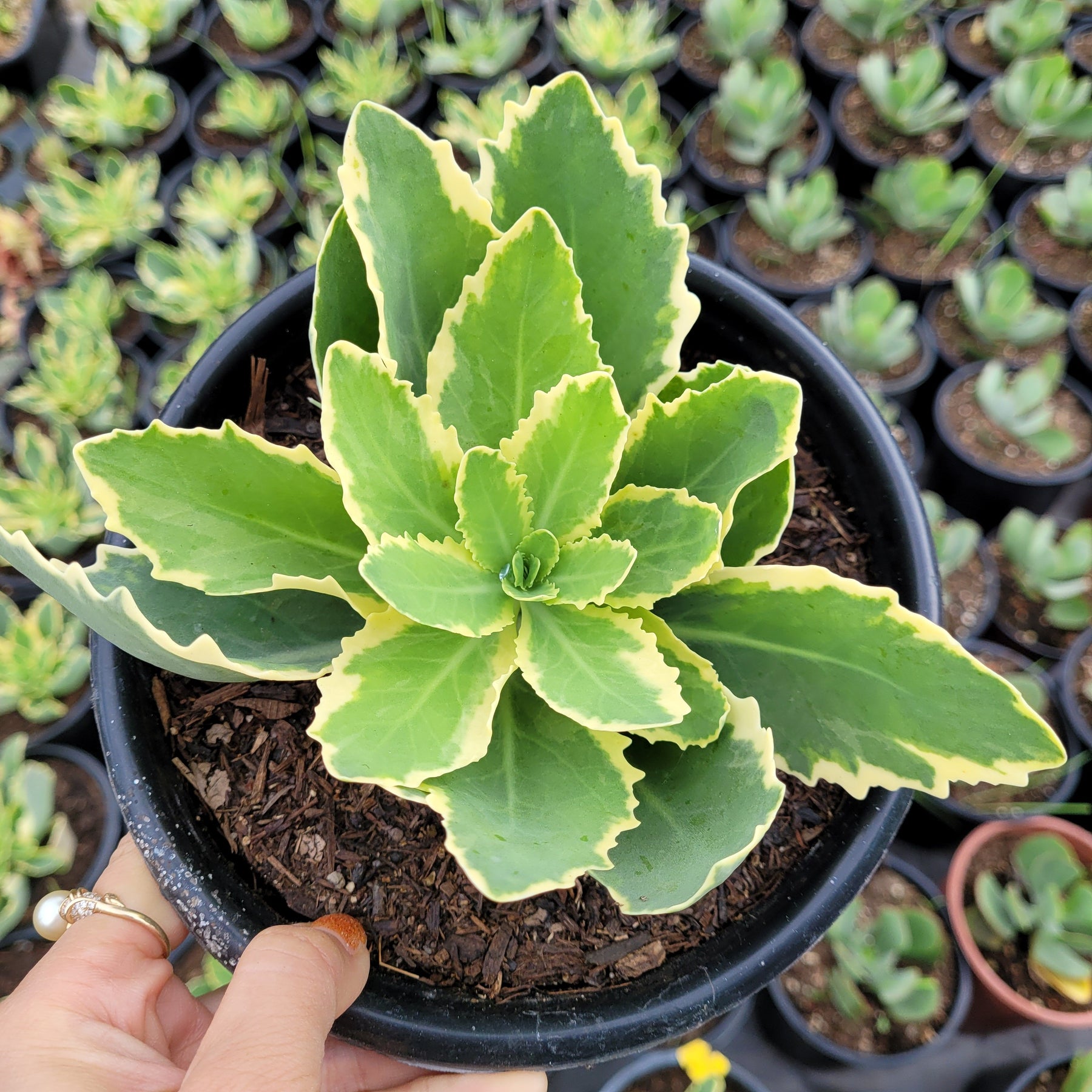 variegated succulent plants Sedum alboroseum 'Mediovariegatum' Variegated