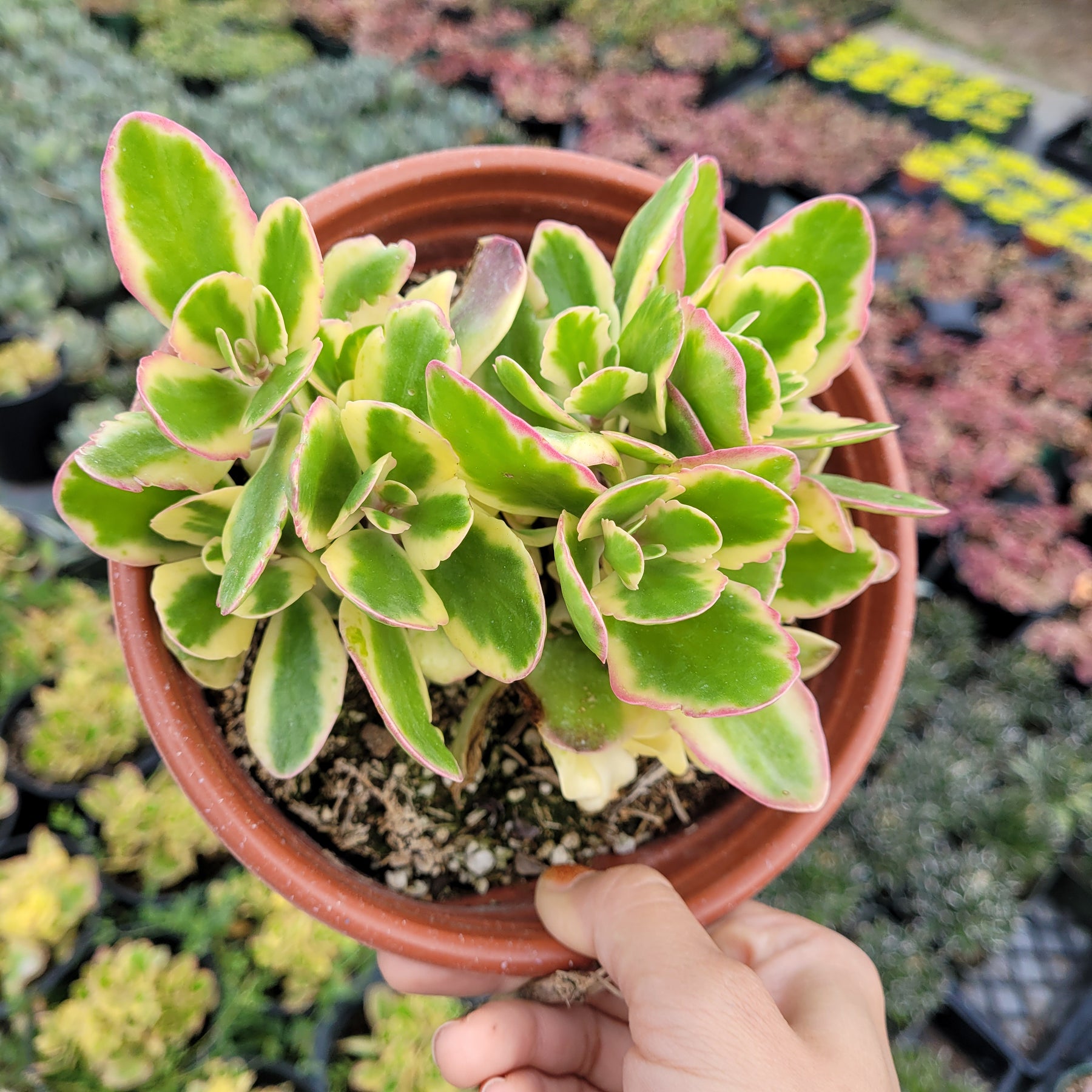 succulent with jagged leaves Kalanchoe fedtschenkoi 'Aurora Borealis'