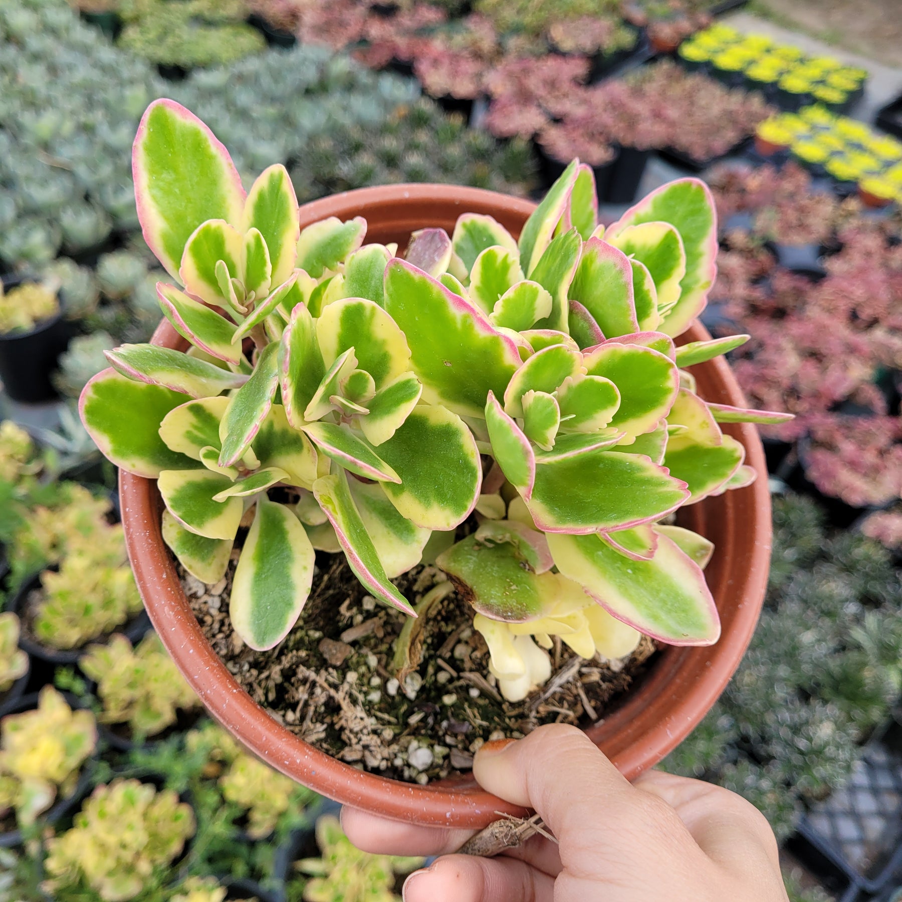yellow and green succulent Kalanchoe fedtschenkoi 'Aurora Borealis'