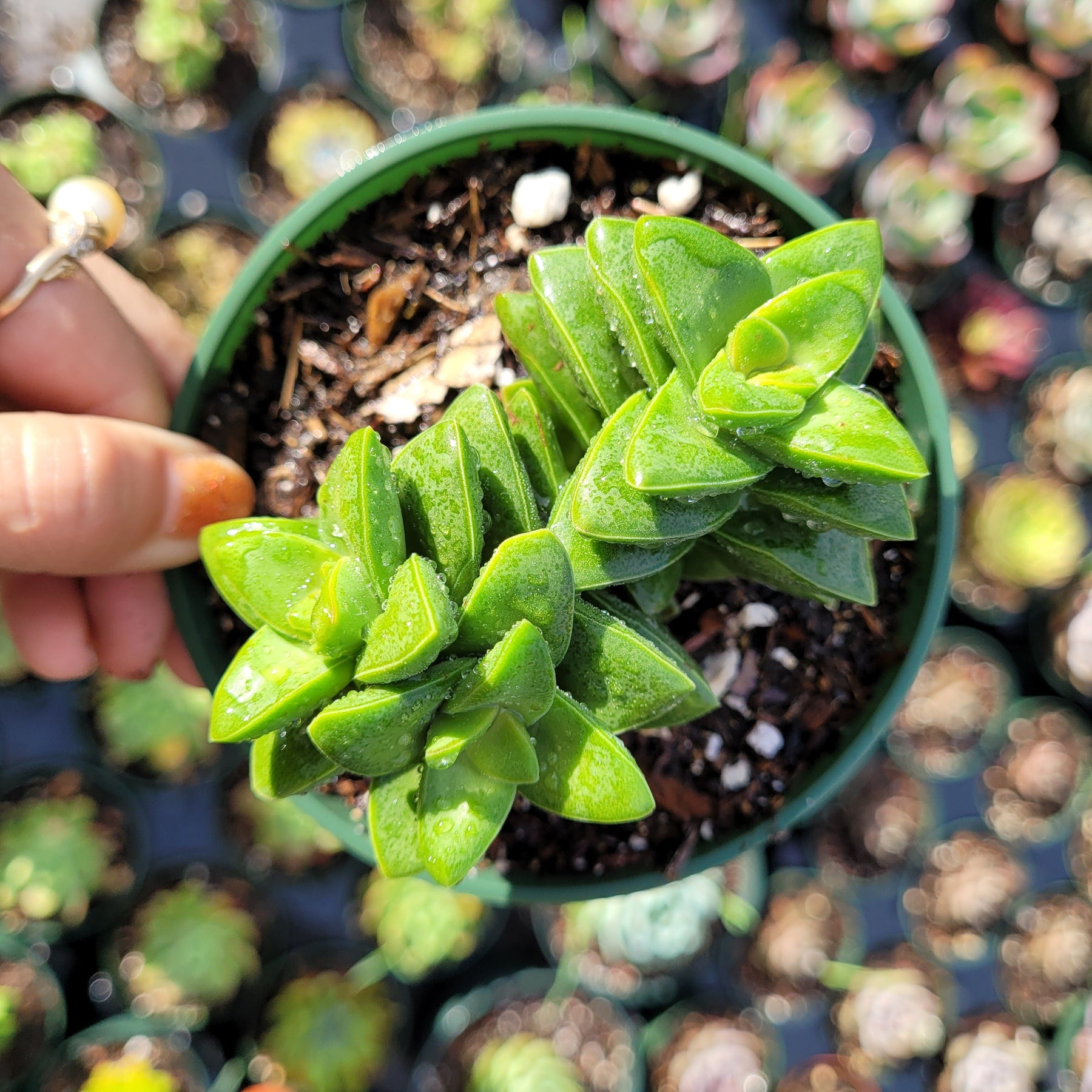 springtime succulent Crassula 'Springtime'