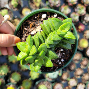silver springtime succulent Crassula 'Springtime'