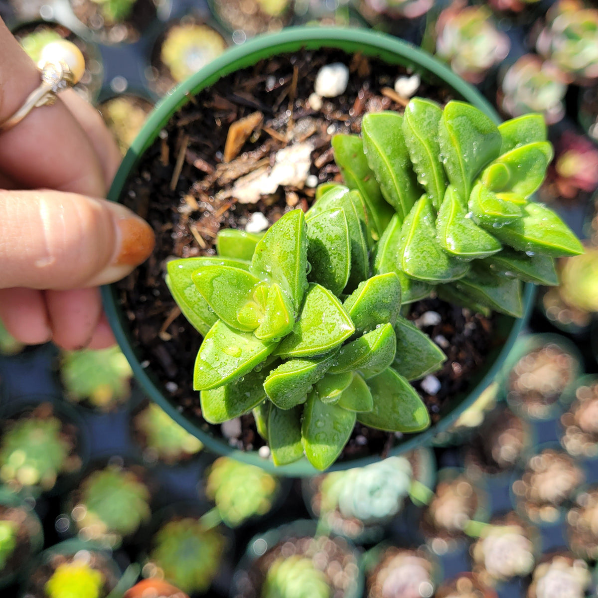 Crassula 'Springtime'