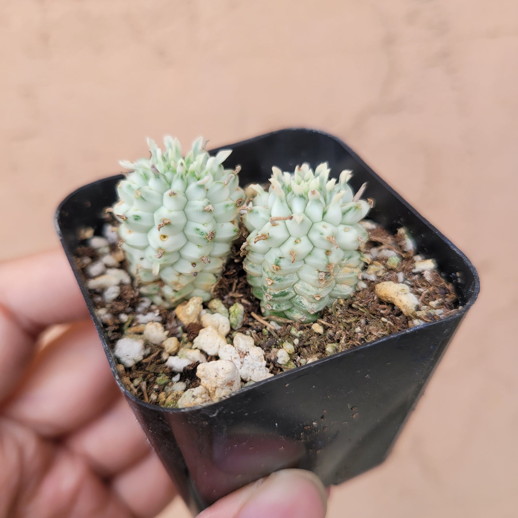 succulent corn Variegated Corn Cob Cactus Euphorbia mammillaris