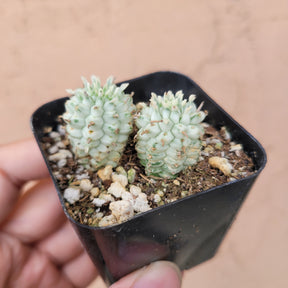 corn cob succulent Variegated Corn Cob Cactus Euphorbia mammillaris 2 Inch #B