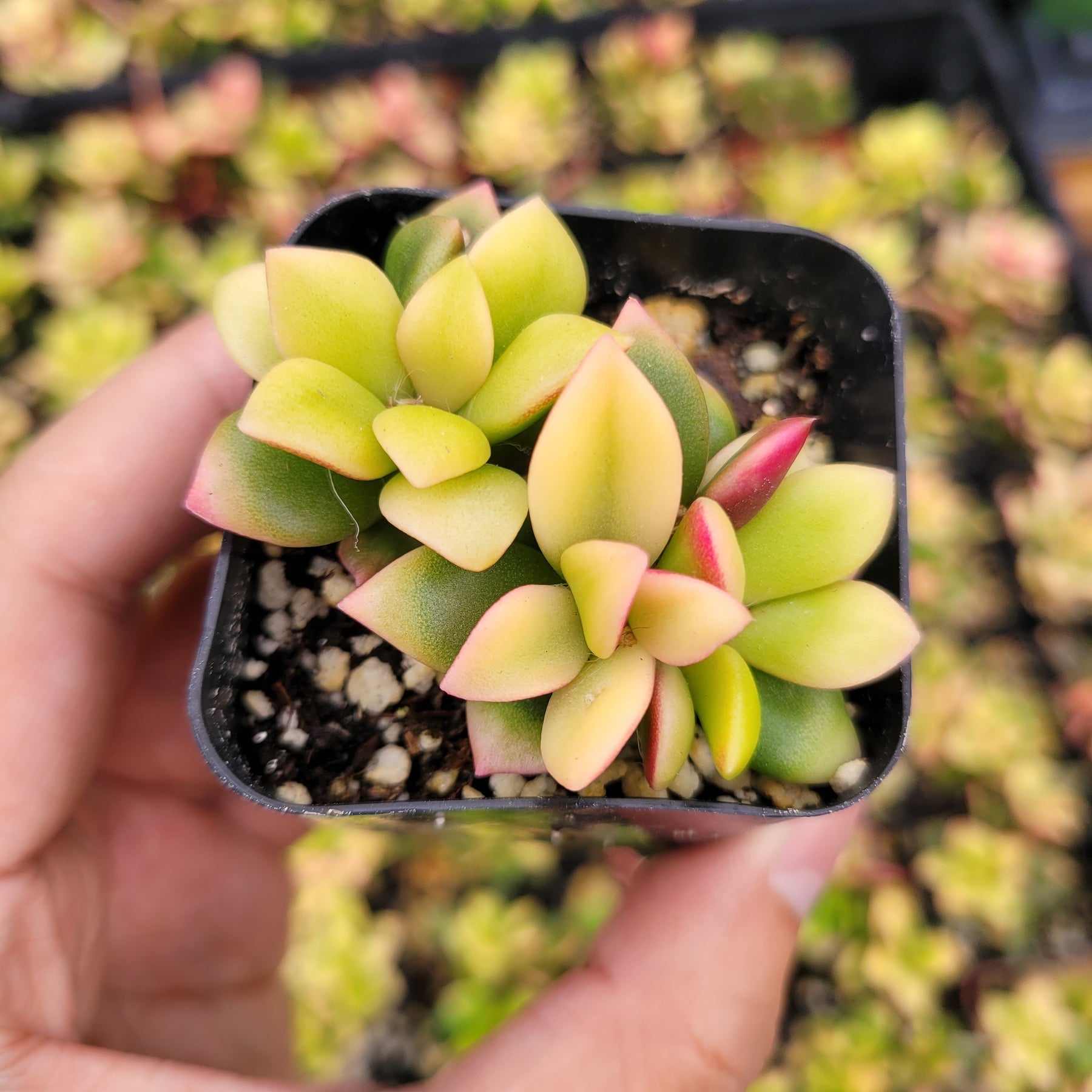 pink sunrise succulent Anacampseros telephiastrum variegata 'Sunrise'