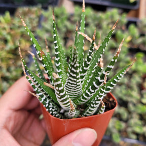 zebra succulent size Haworthia fasciata