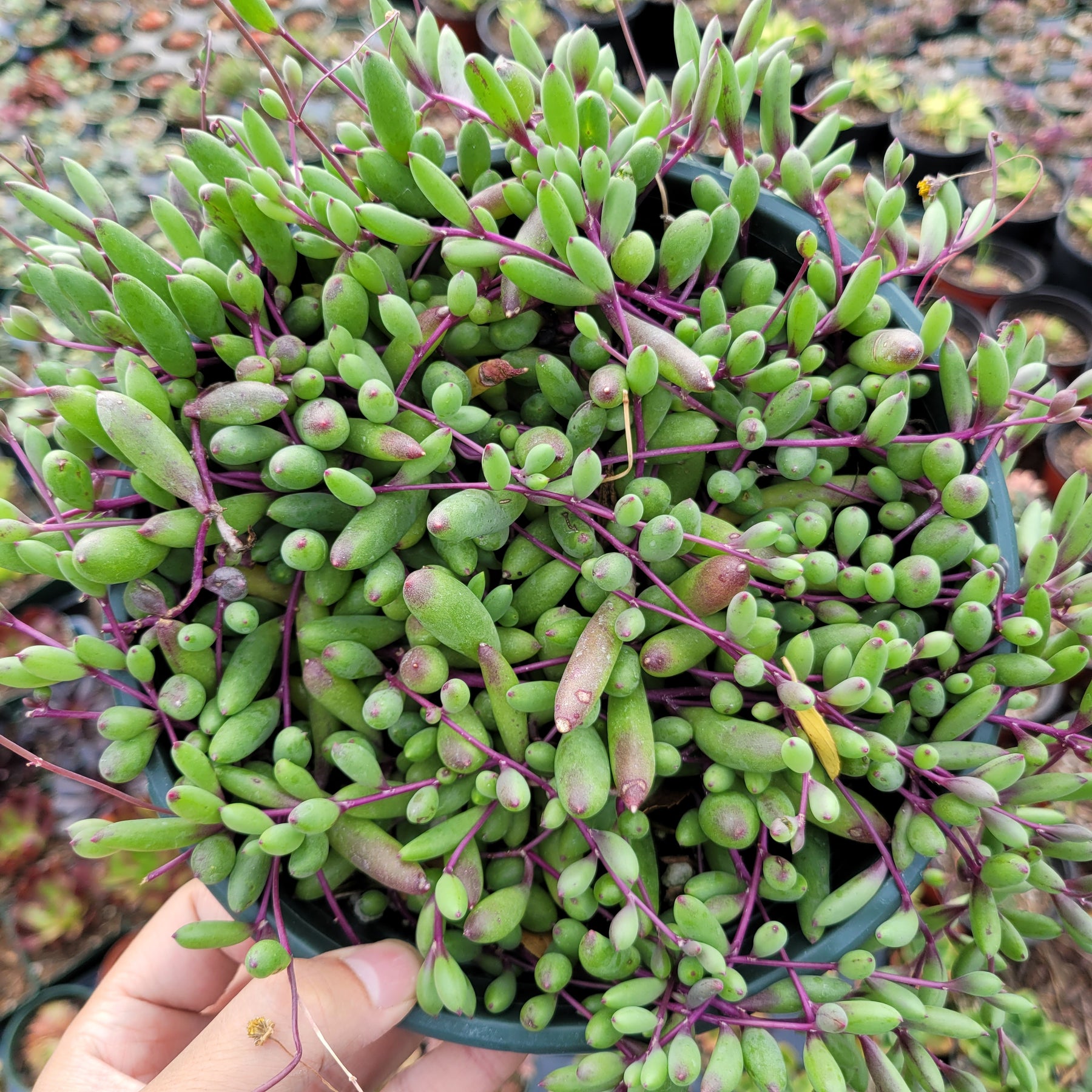 Othonna capensis 'Ruby Necklace'