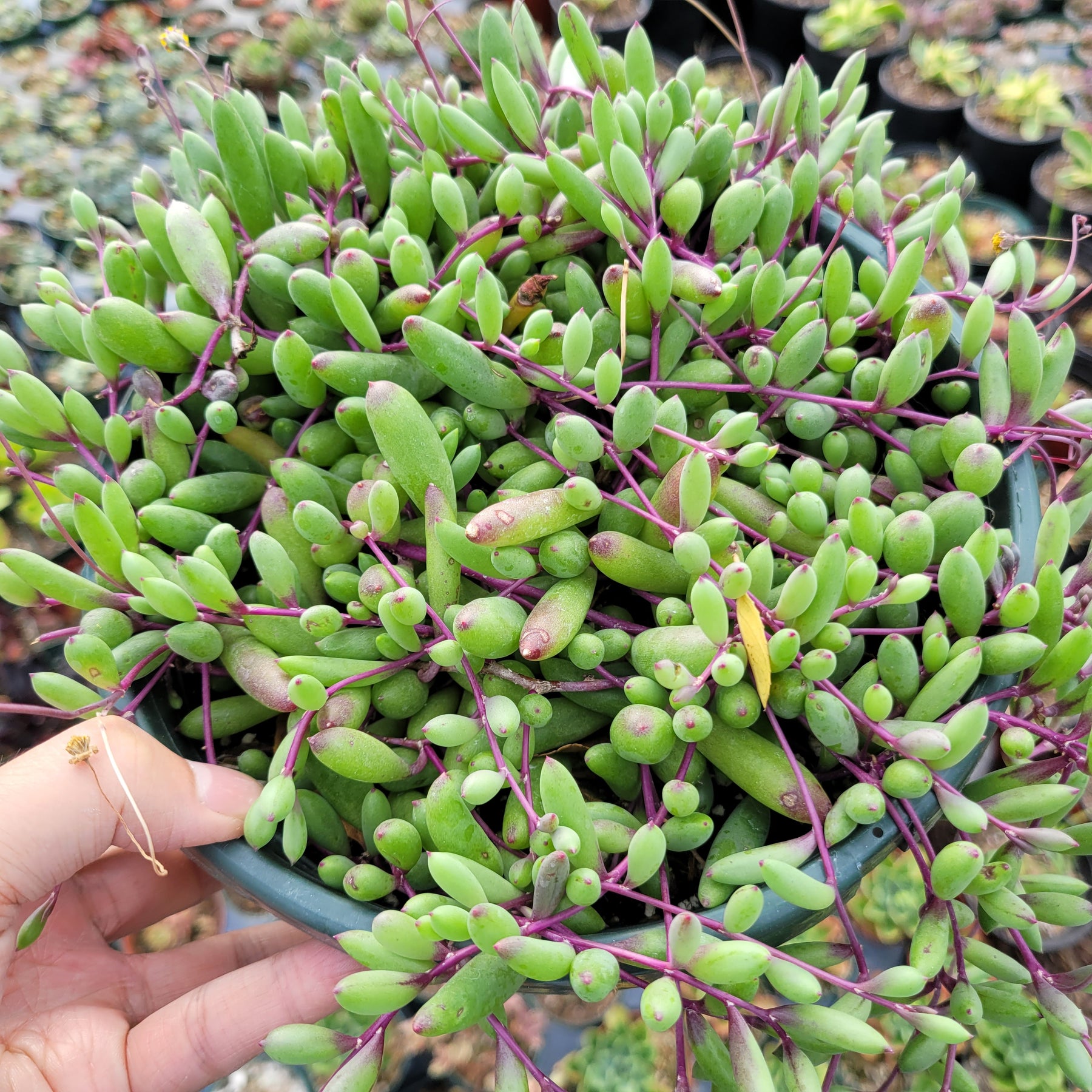 Othonna capensis 'Ruby Necklace'