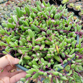 Othonna capensis 'Ruby Necklace' - Succulents Depot