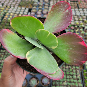 Kalanchoe luciae 'Fantastic' Variegated Flapjack