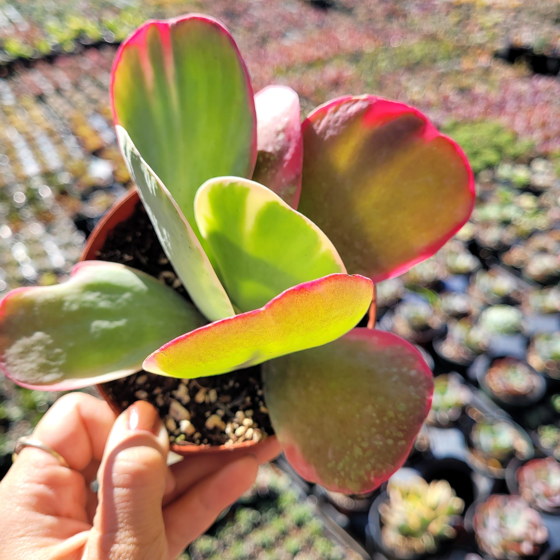variegated flapjack succulent Kalanchoe luciae 'Fantastic' Variegated Flapjack -