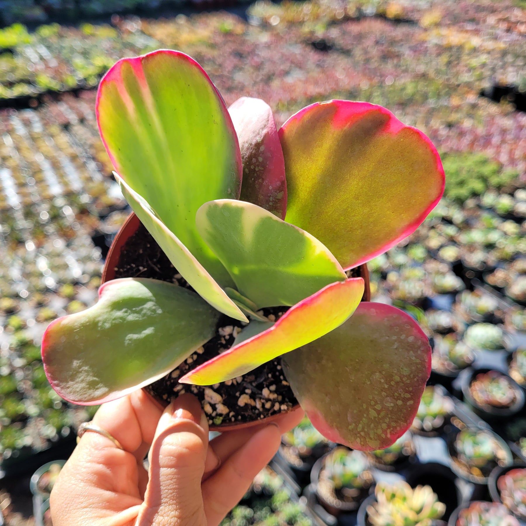 red flapjack succulent Kalanchoe luciae 'Fantastic' Variegated Flapjack