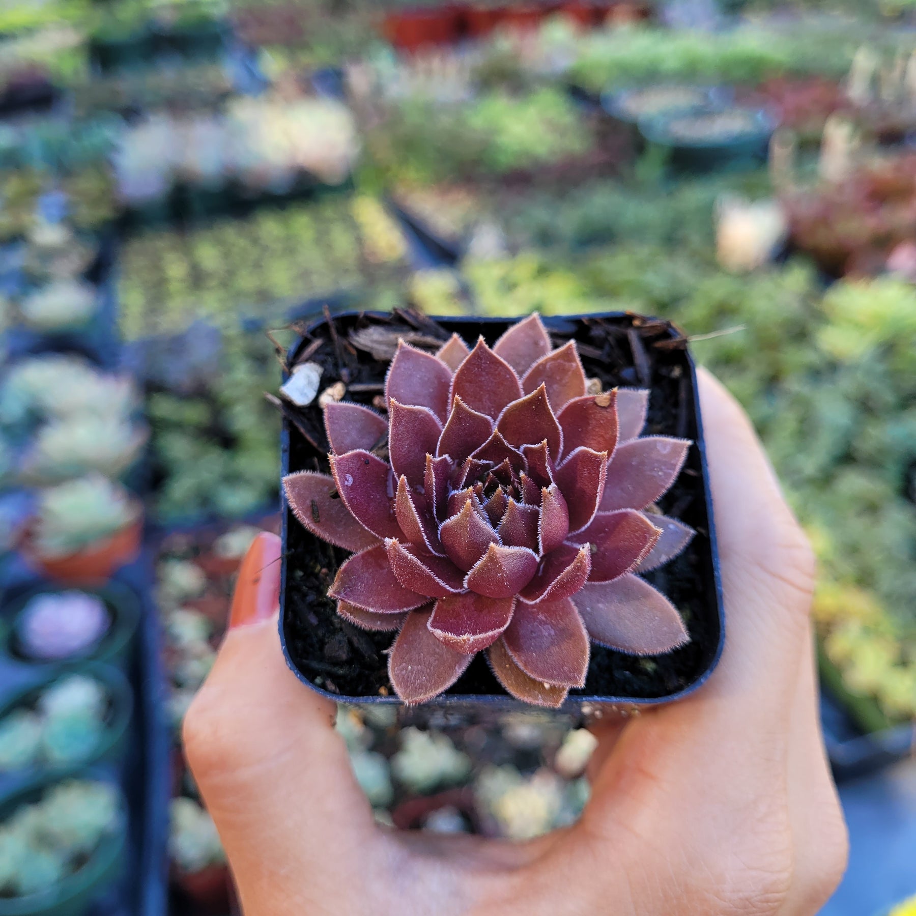 chocolate kiss succulent Sempervivum Chocolate Kiss