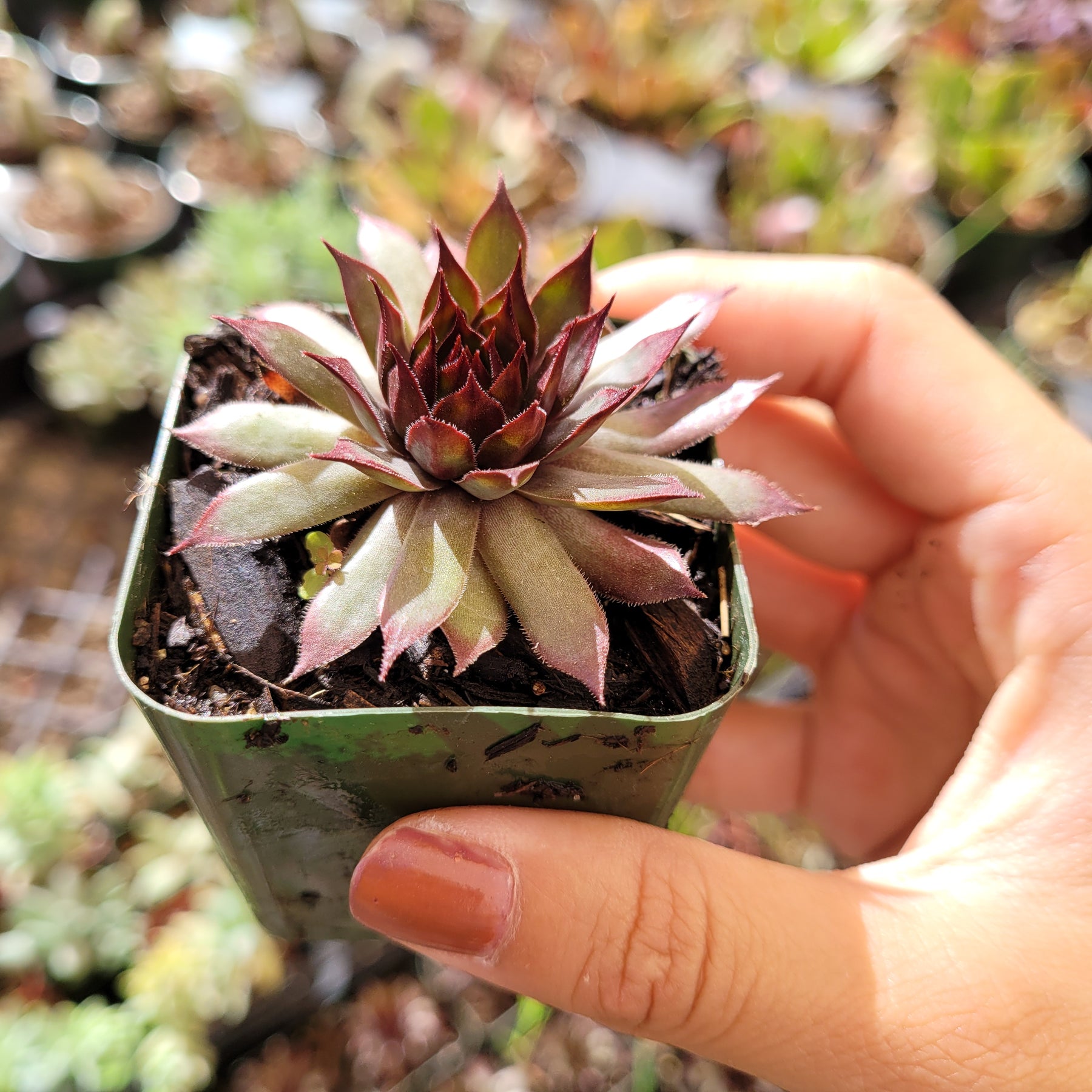 autumn succulent plant Sempervivum Autumn Apple -