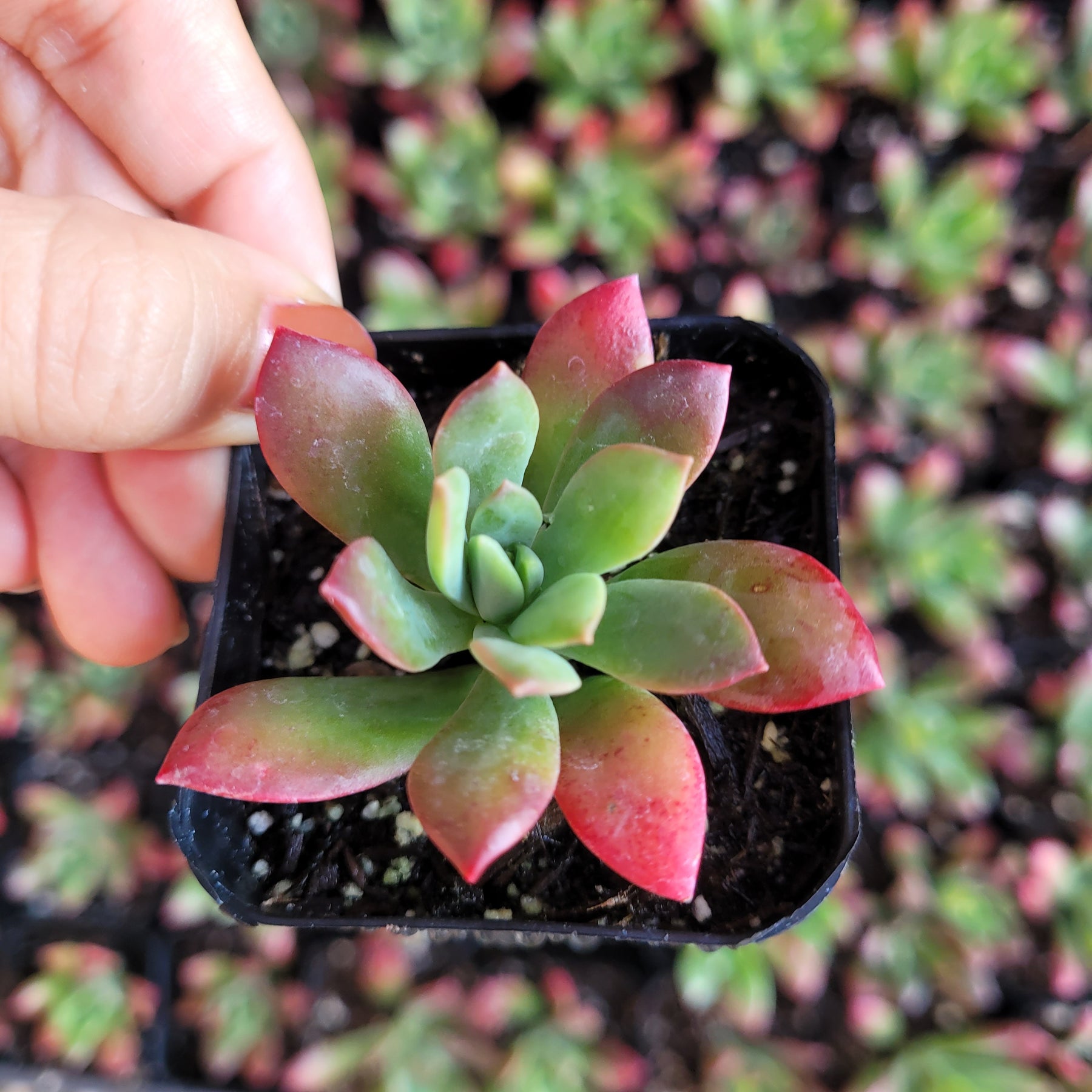 succulent with red tipped leaves Echeveria 'Minibelle' -