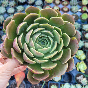 Echeveria Brown Rose