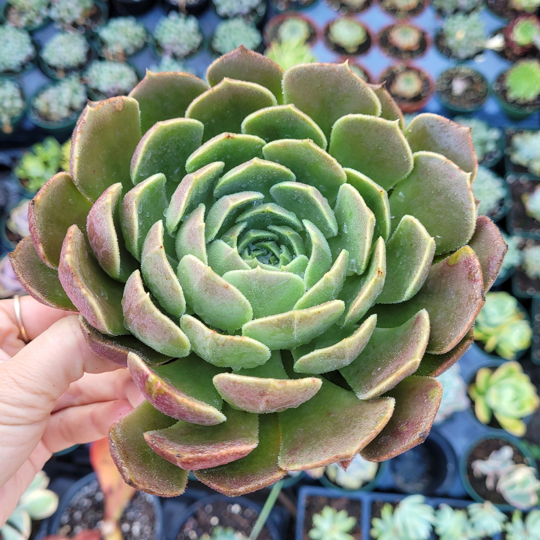 browning succulent Echeveria Brown Rose