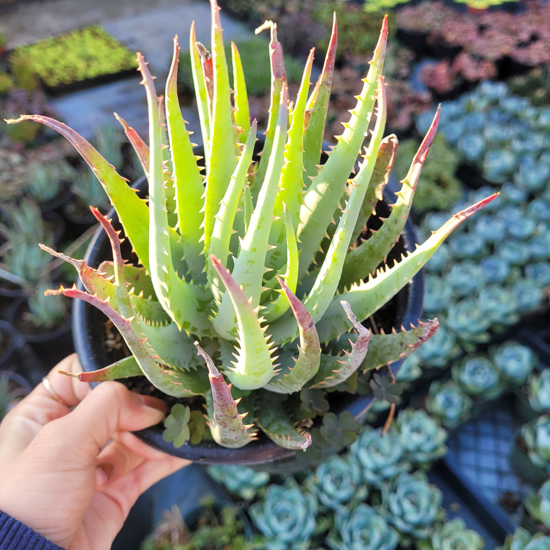 blue elf aloe vera plant Aloe Blue Elf