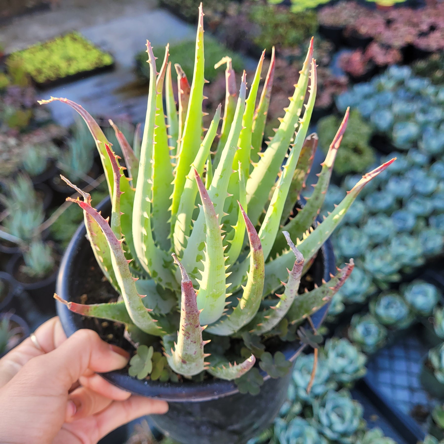 blue aloe vera plant Aloe Blue Elf