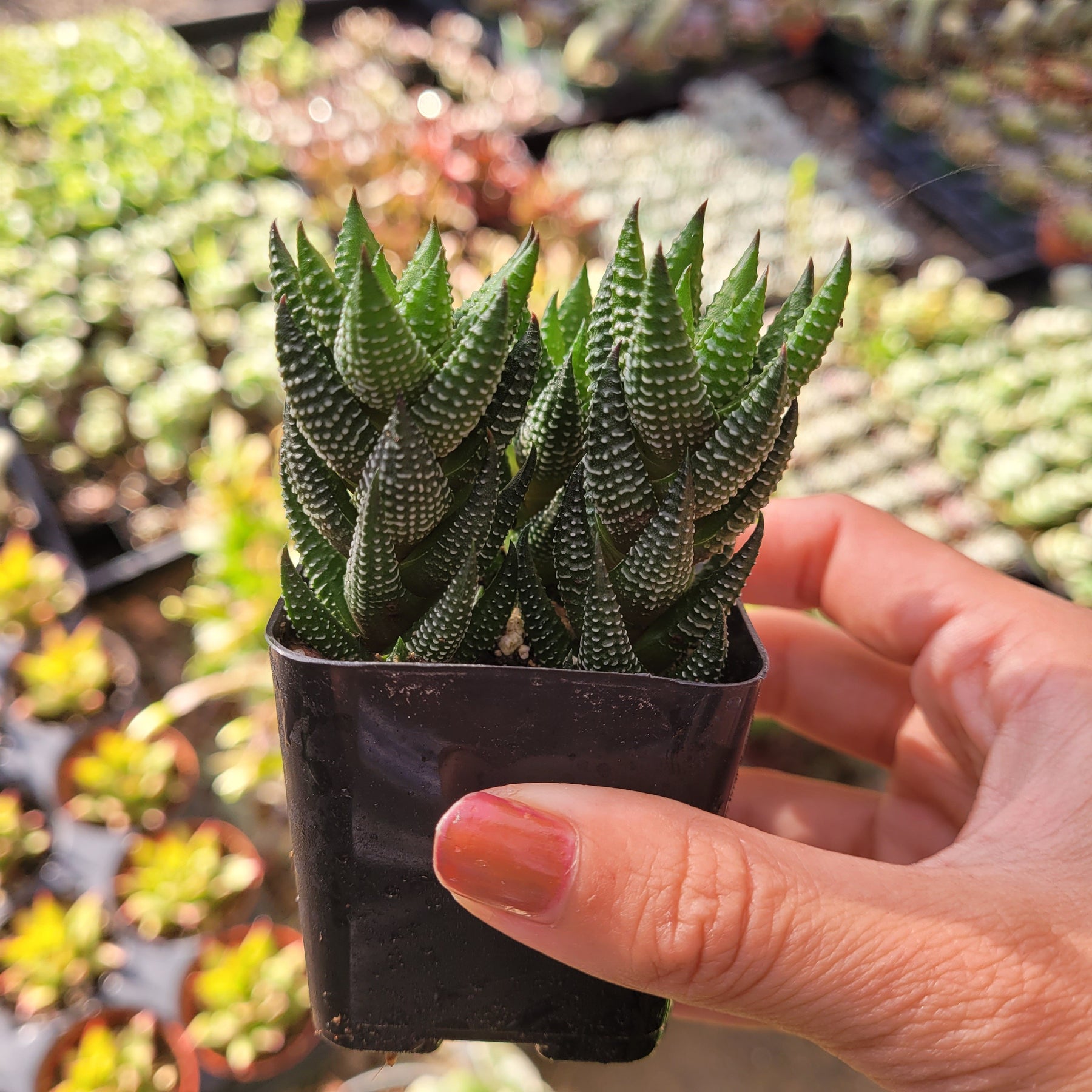 Haworthia reinwardtii 'African Pearls'