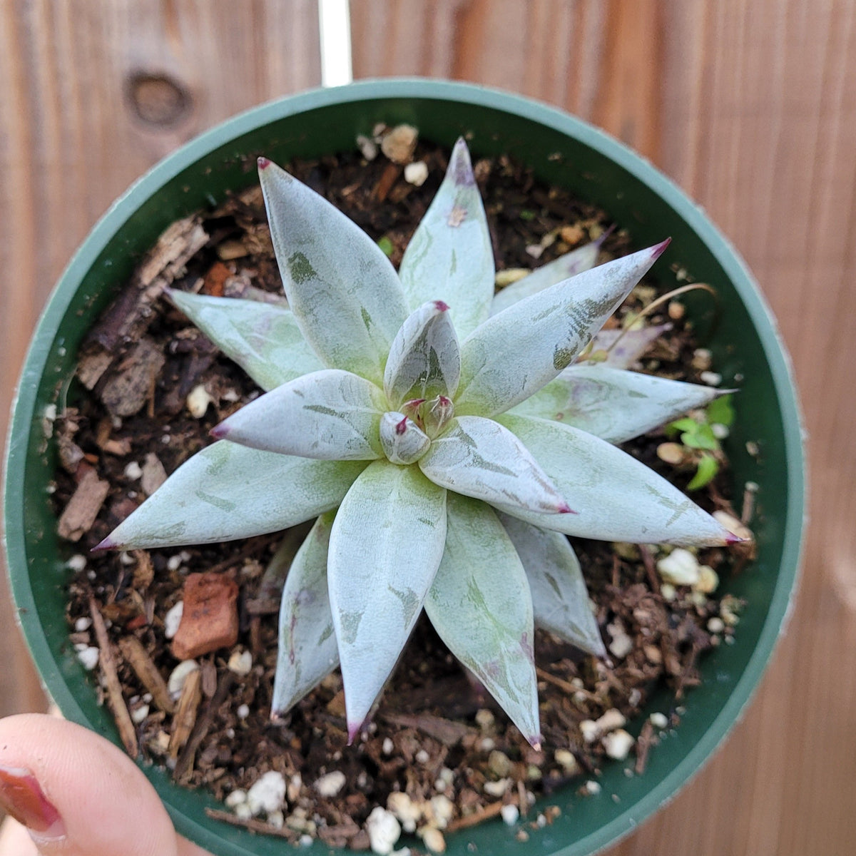 Echeveria unguiculata