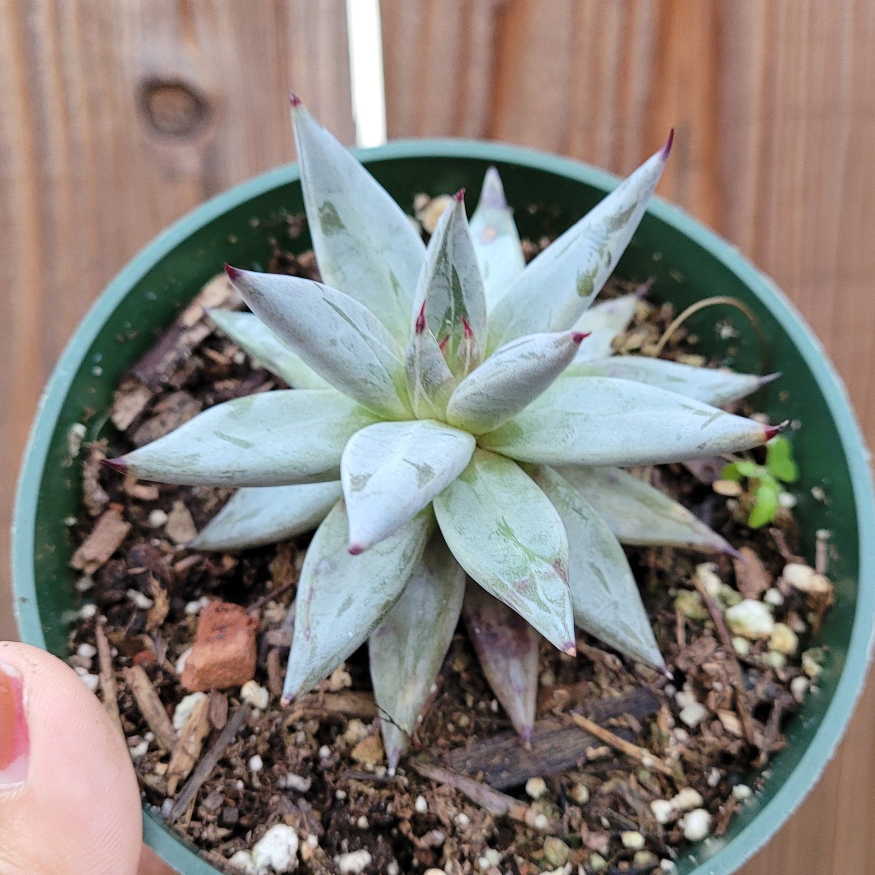 unguiculata succulent Echeveria unguiculata
