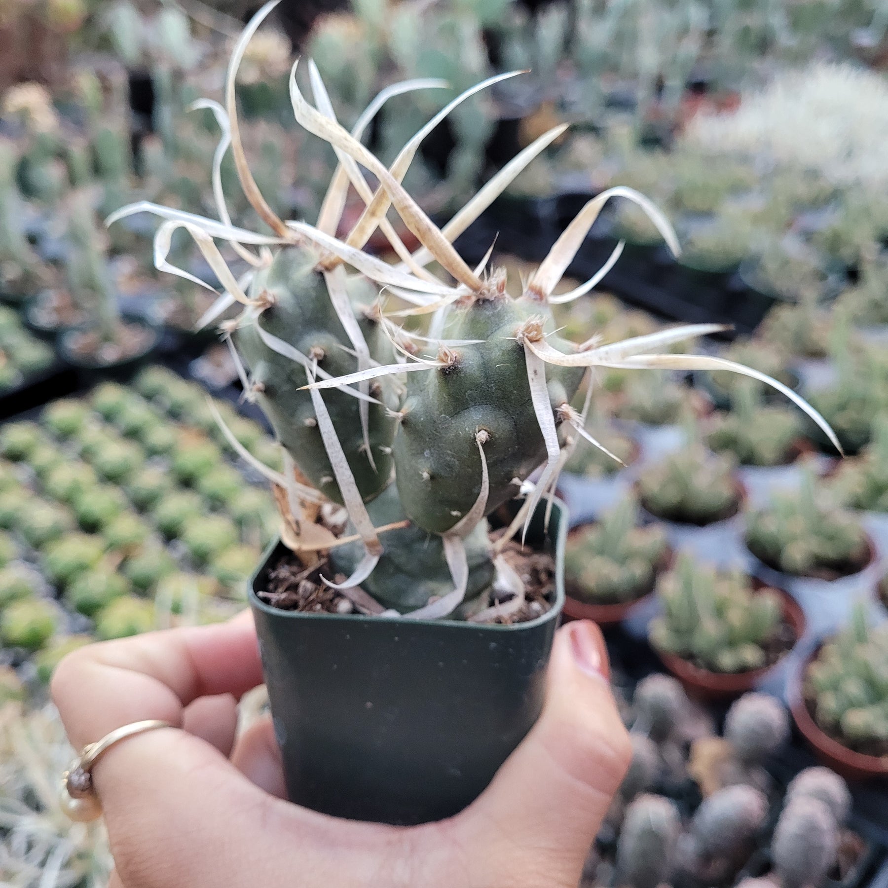 spiny succulent nyt Tephrocactus articulatus 'Paper Spine Cactus'