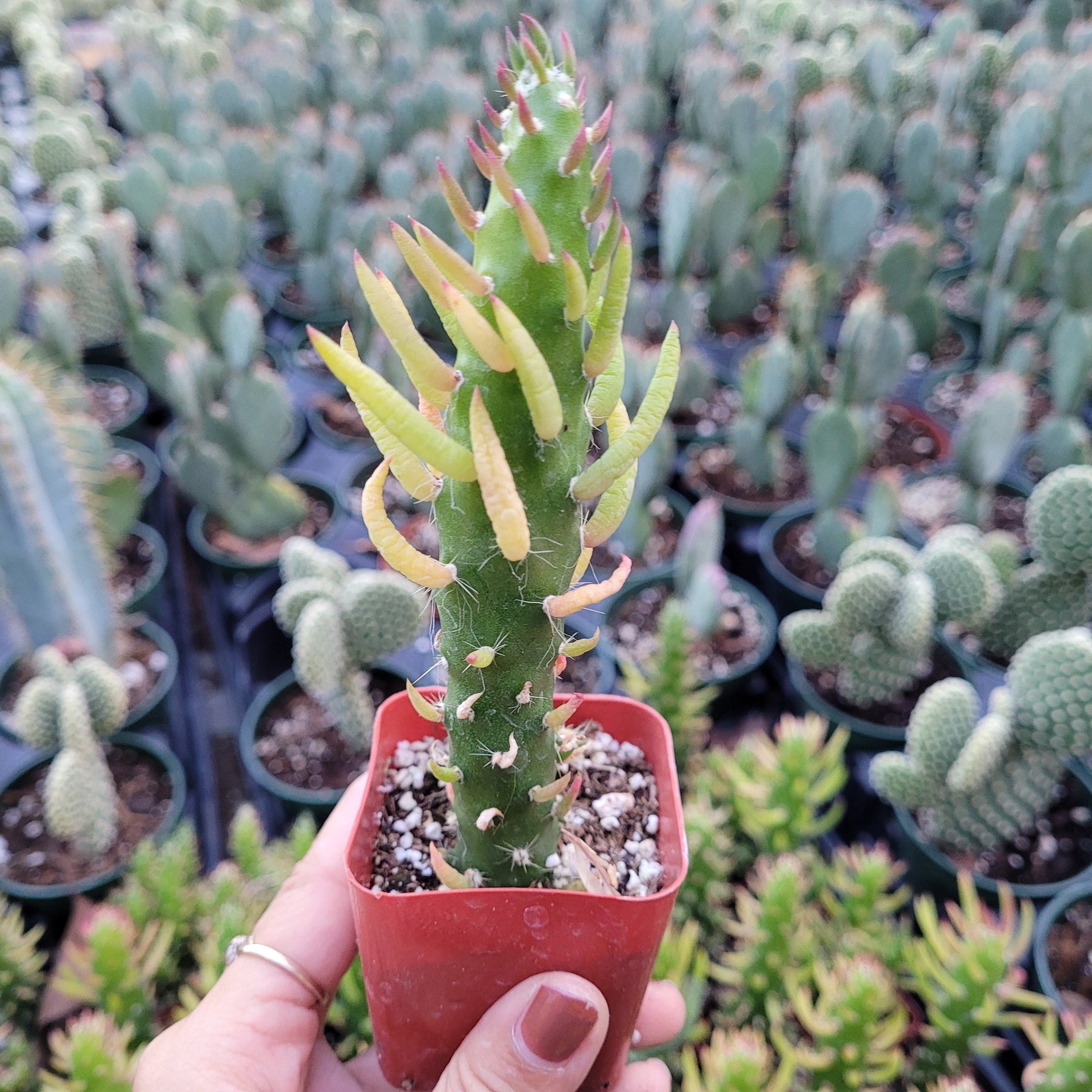 Opuntia Subulata Eve’s Needle Cactus - Succulents Depot
