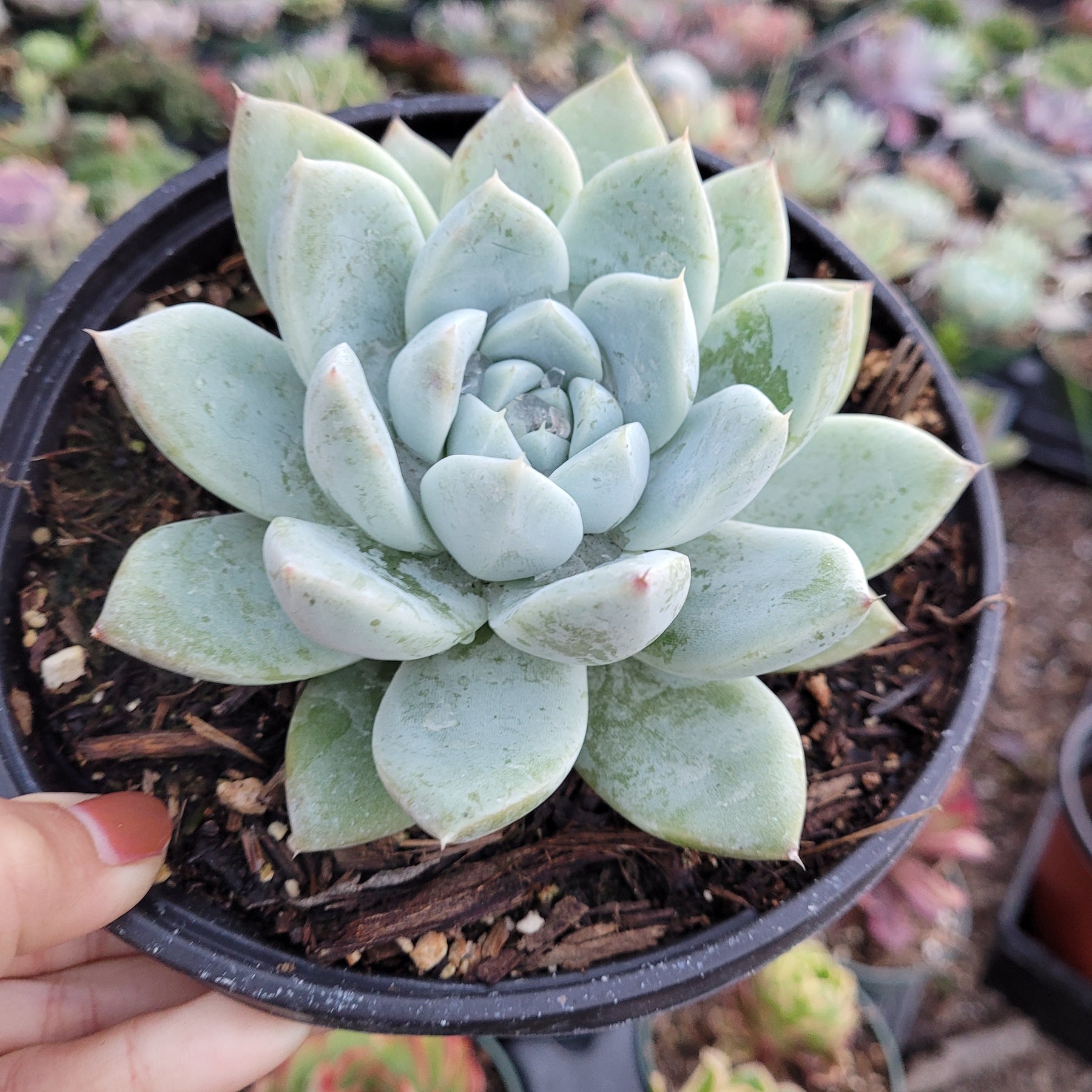 alba beauty succulent Echeveria Alba beauty