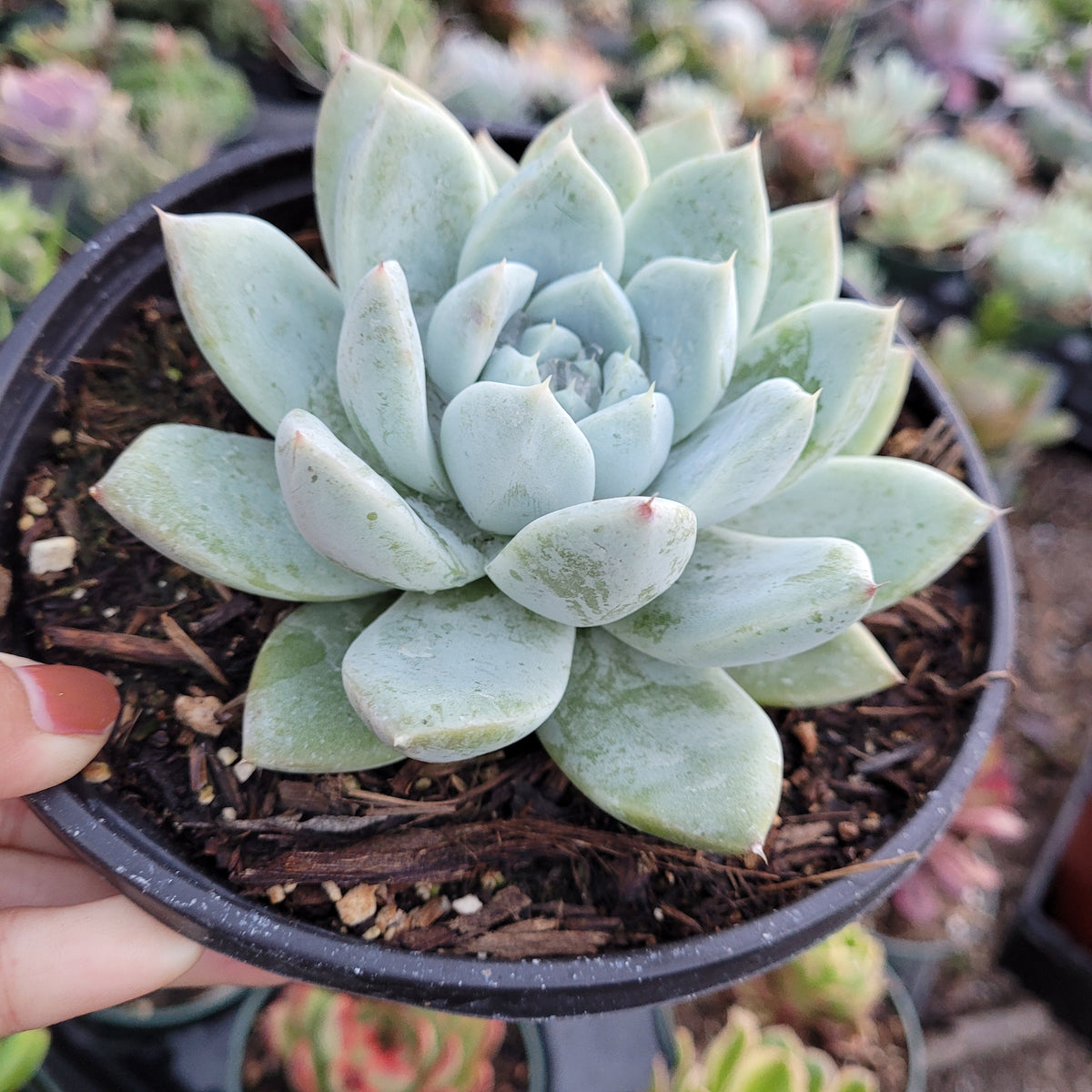 Echeveria Alba beauty