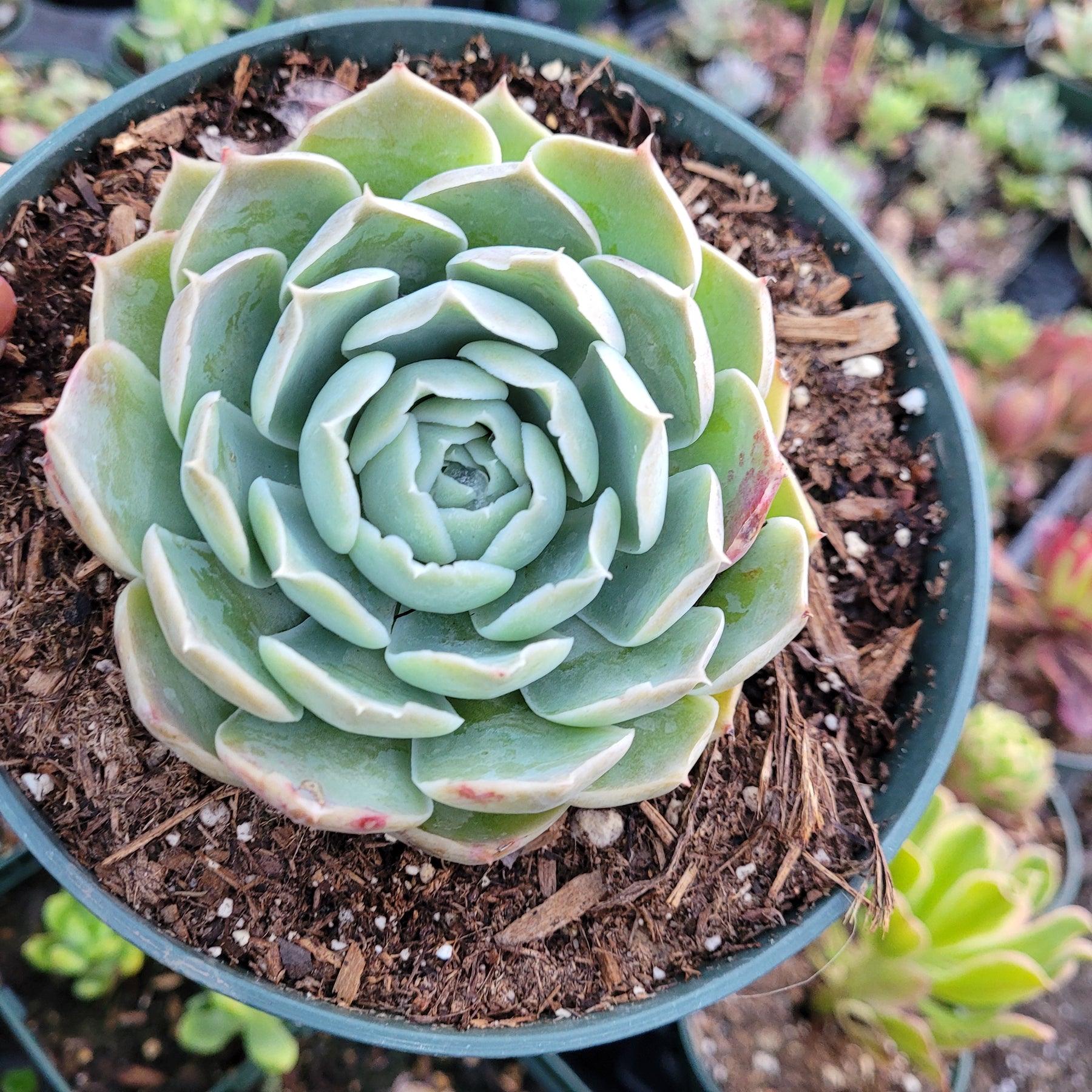 succulent thesaurus Echeveria simulans