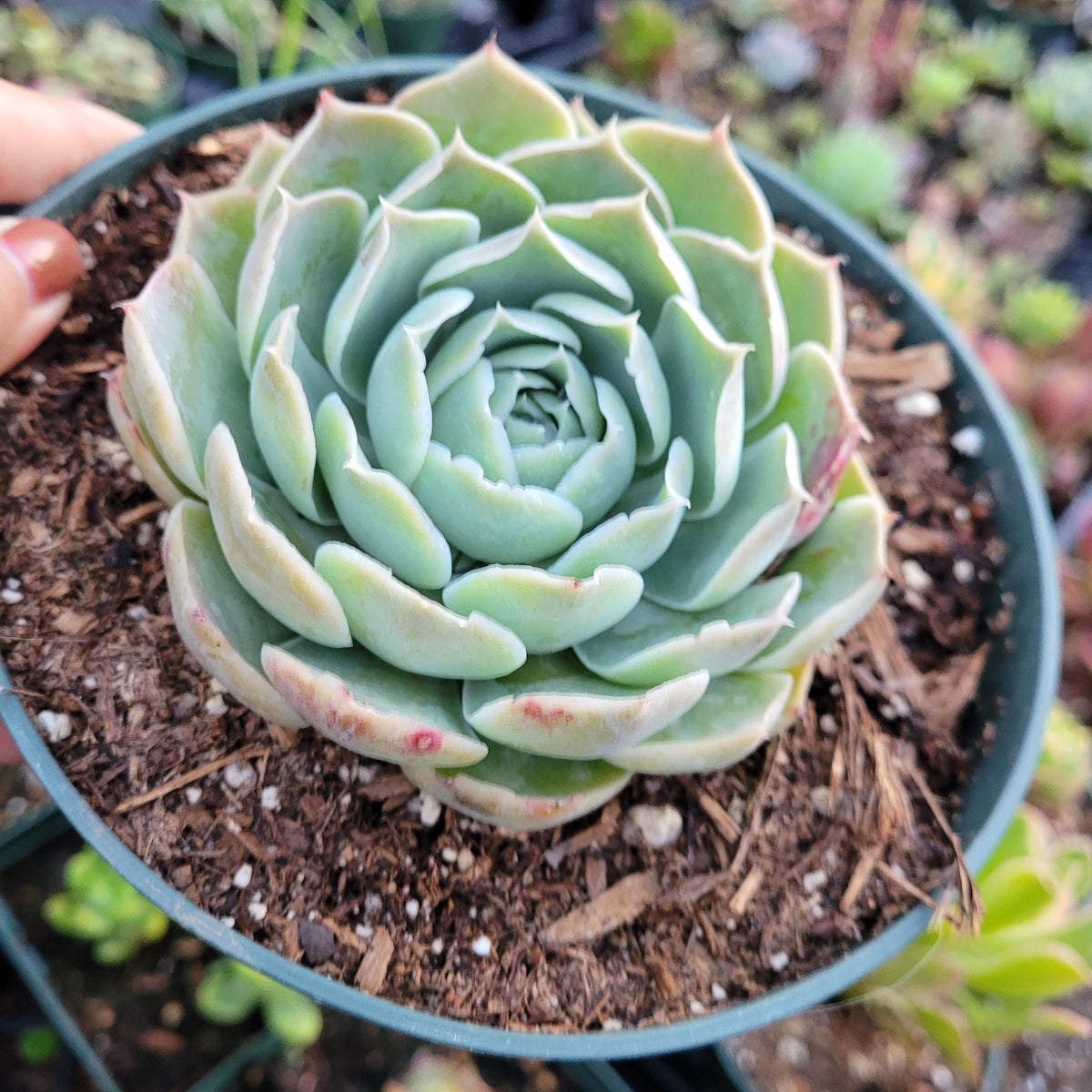 Echeveria simulans