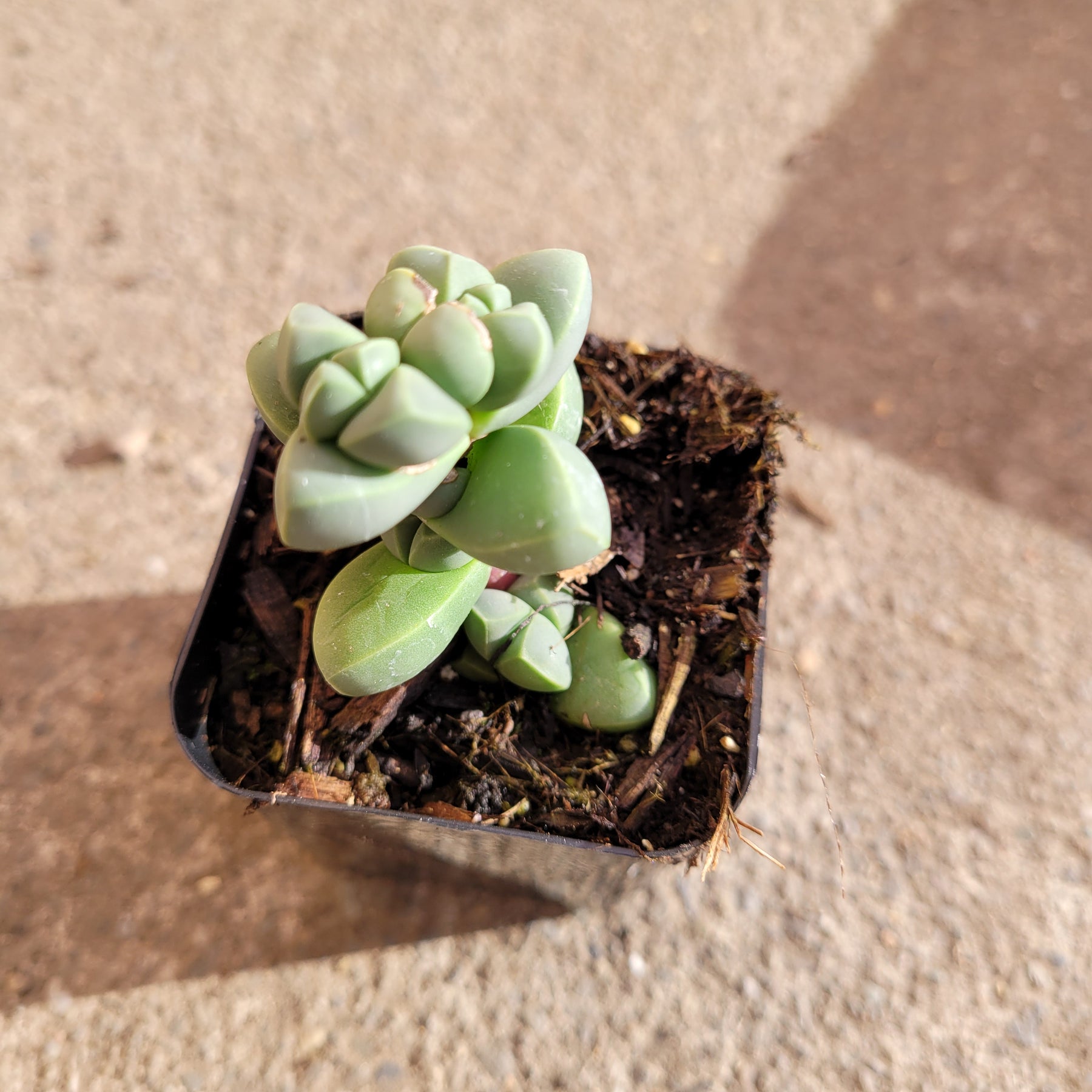 lehmannii succulent Corpuscularia lehmannii