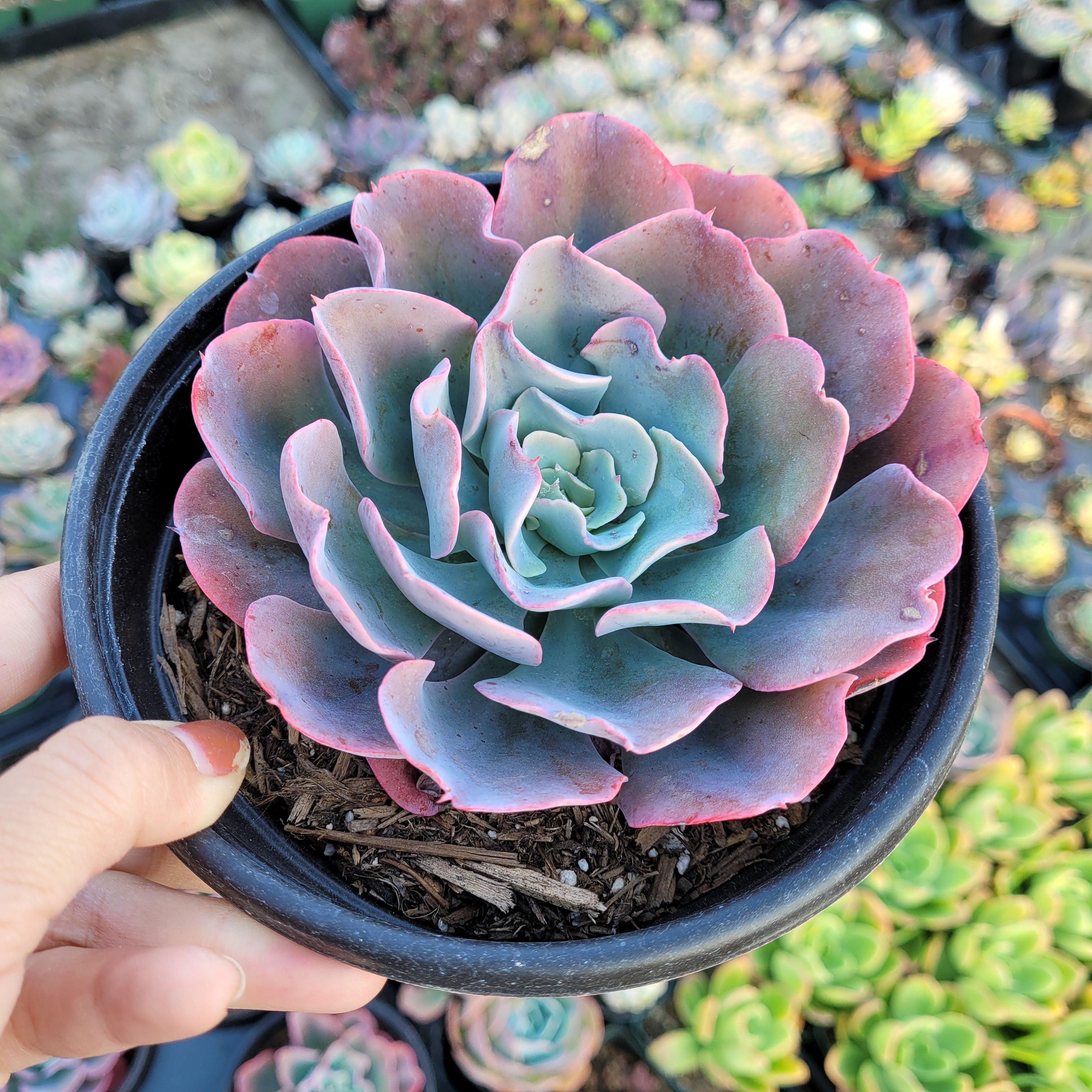 Echeveria 'Blue Waves' -