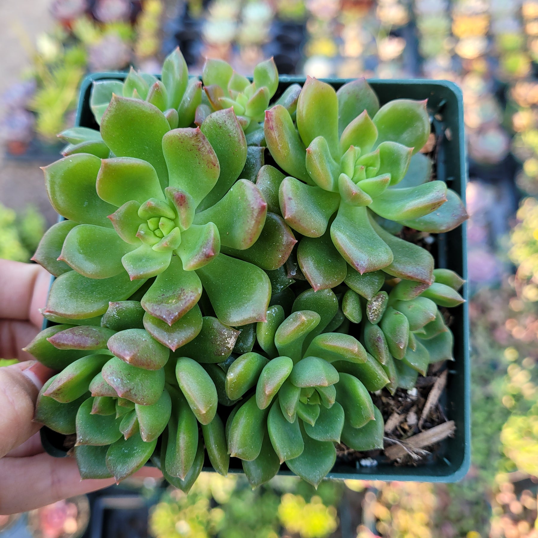 succulent love little sleepies Echeveria 'Sleepy'
