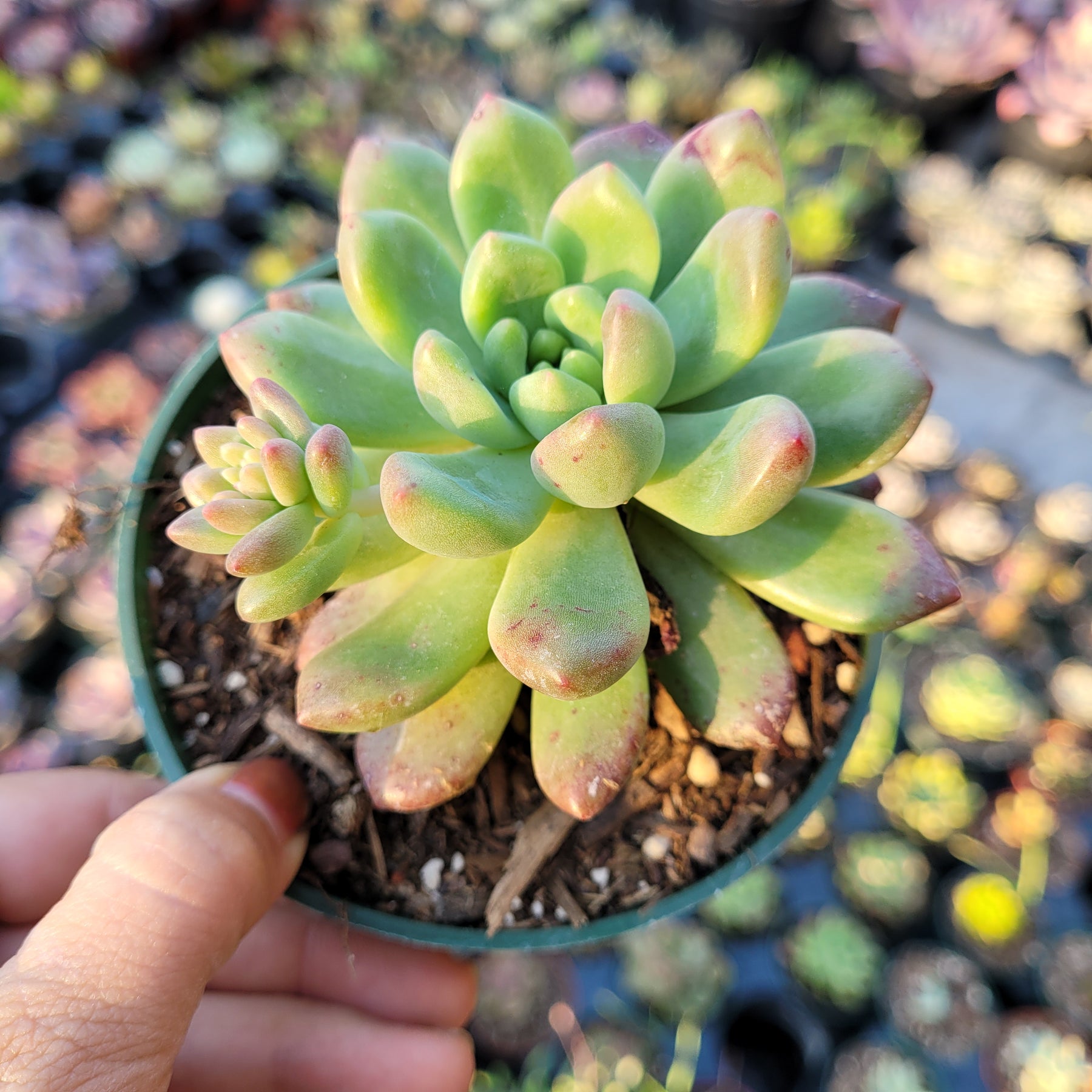 graptoveria succulent types Graptoveria 'Chanel'
