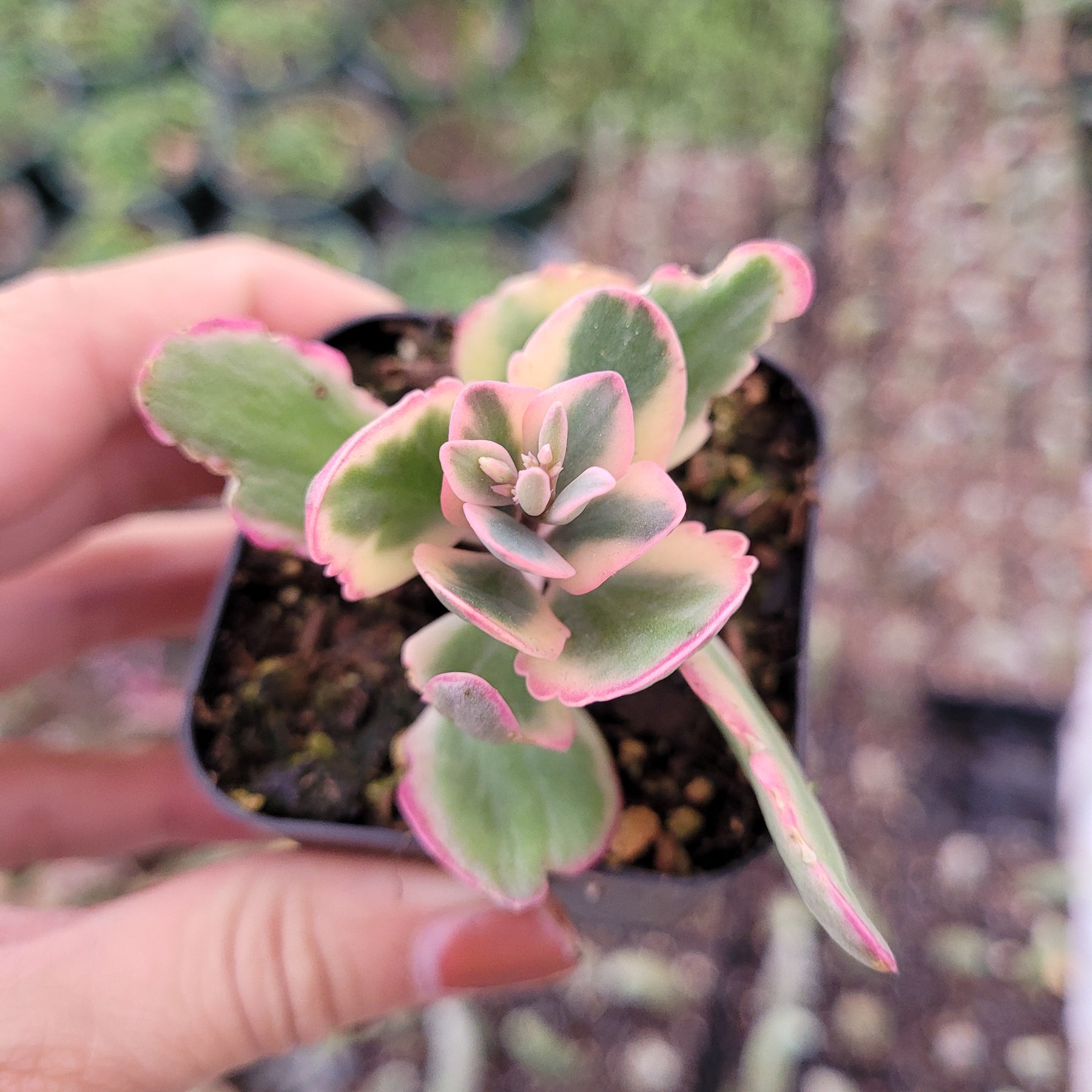 aurora borealis succulent Kalanchoe fedtschenkoi 'Aurora Borealis'