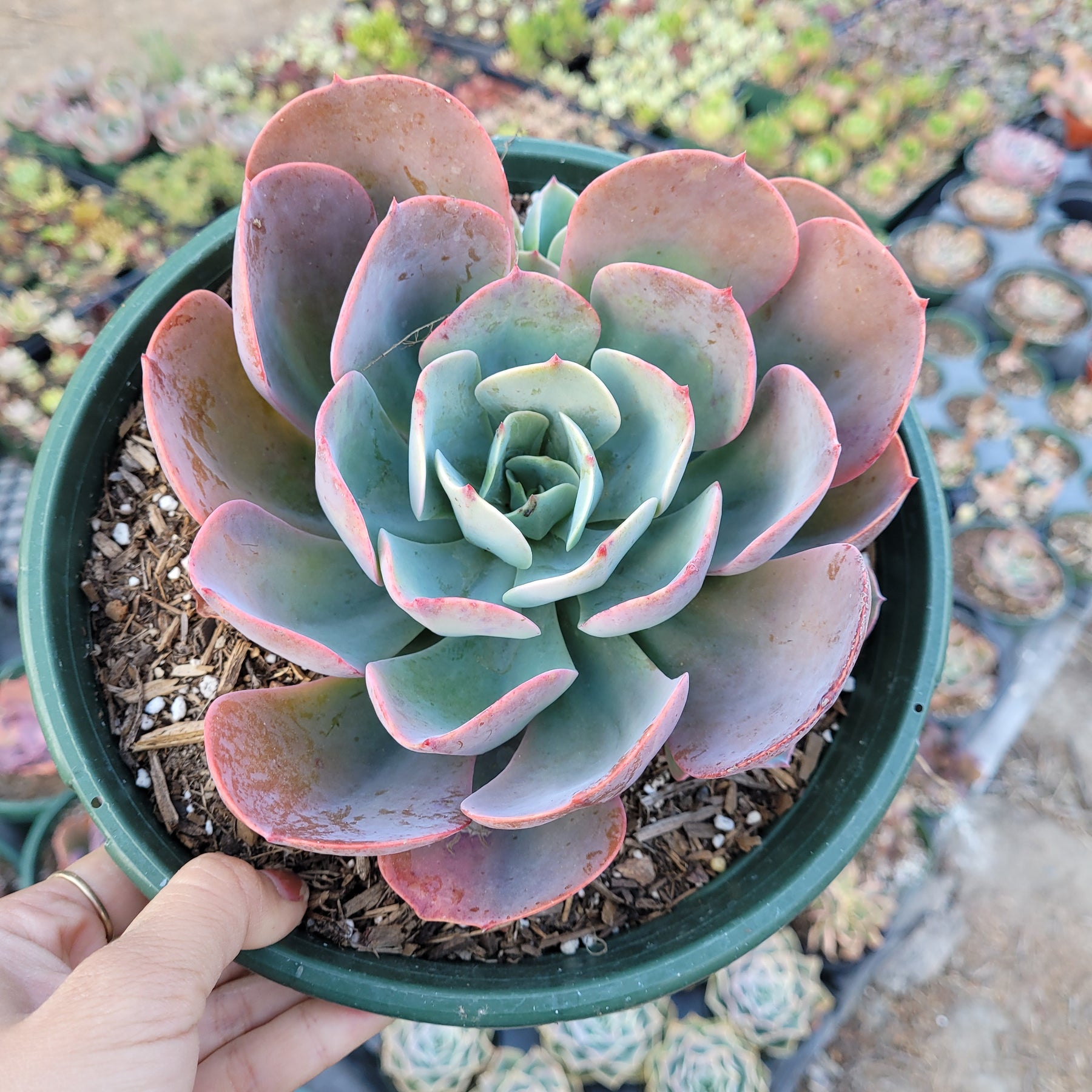 succulents with blue flowers Echeveria 'Blue Sky'