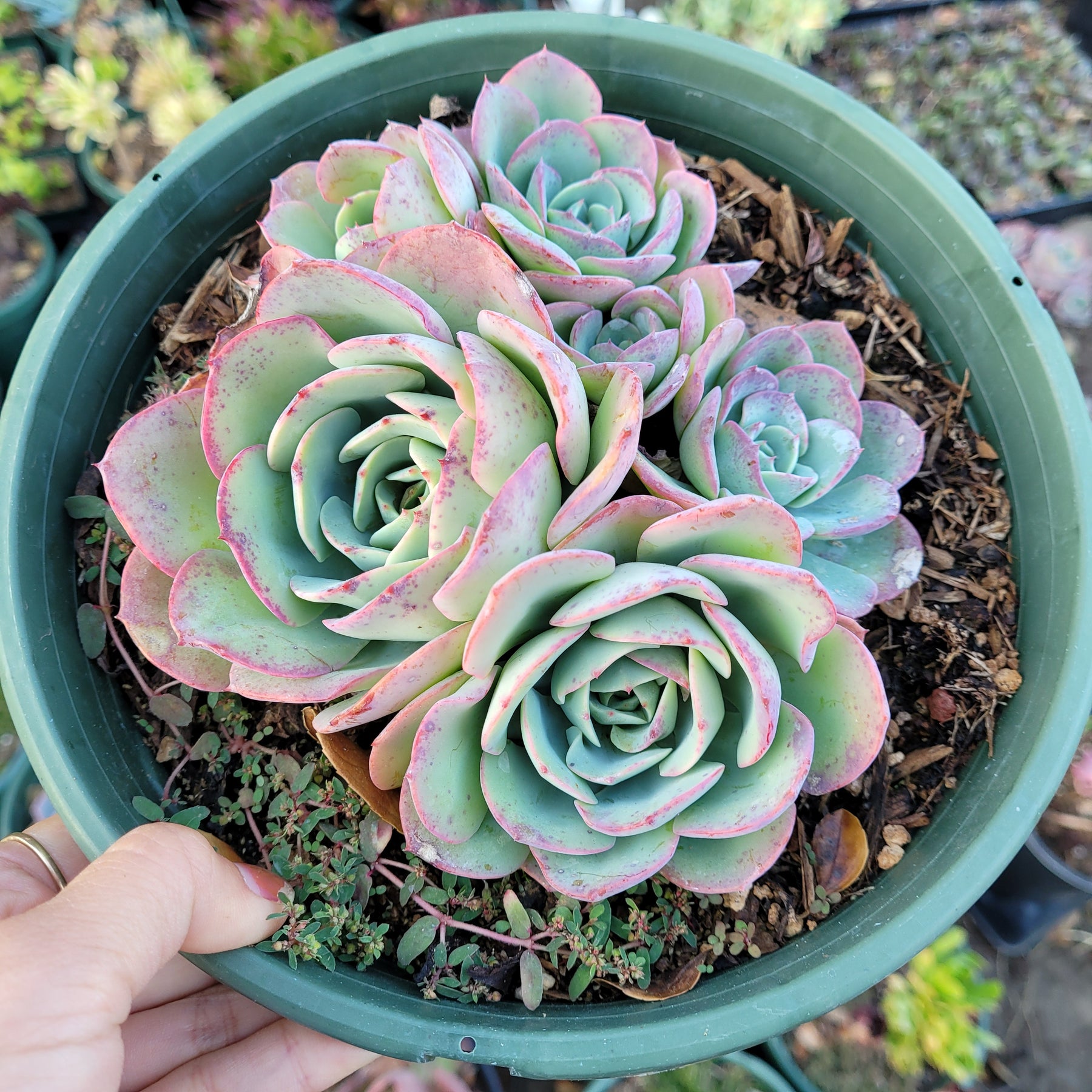 echeveria encantada succulent Echeveria 'Atlantis'