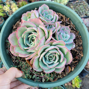 Echeveria 'Atlantis' - Succulents Depot