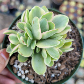 cactus money plant Crassula swaziensis Variegata 'Money Maker' 4 Inch