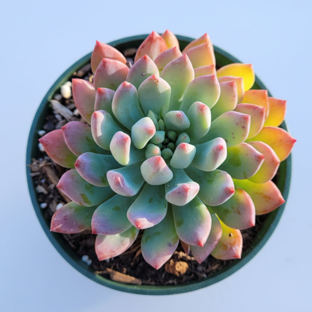Sedeveria 'Blue Elf' succulent in green pot held by hand.