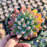 Sedeveria 'Blue Elf' - Succulents Depot