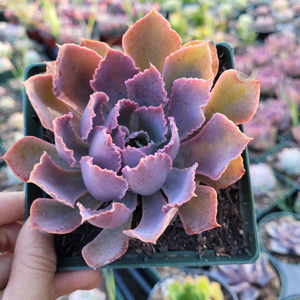 Echeveria 'Neon Breakers' - Succulents Depot