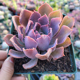 Echeveria 'Neon Breakers' succulent in a nursery pot.
