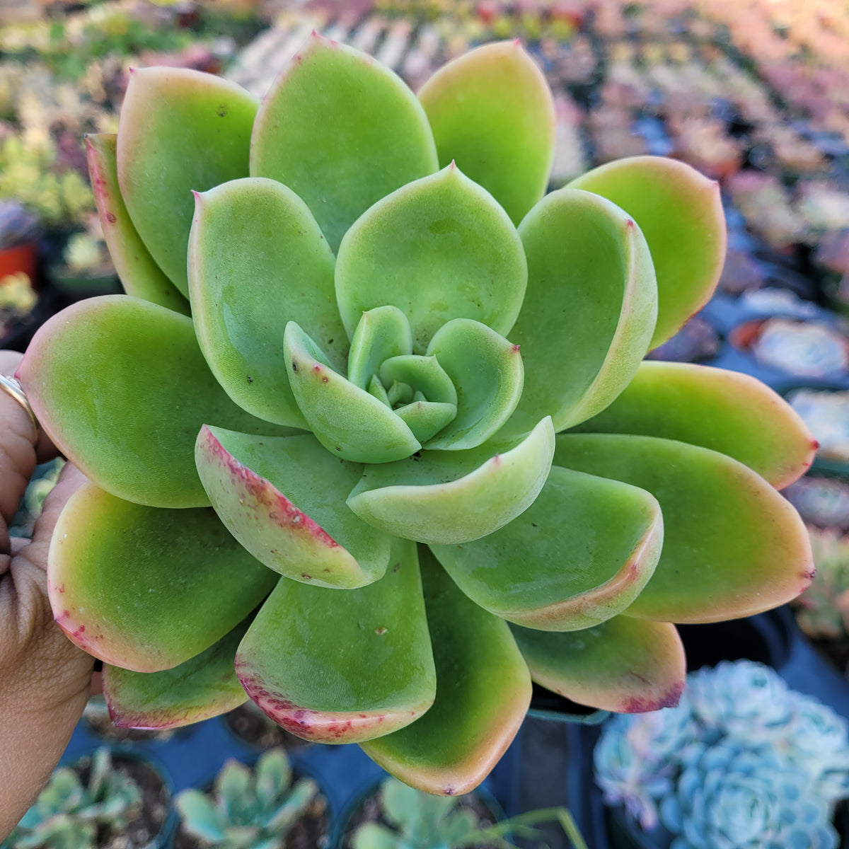 Echeveria 'Tulip'