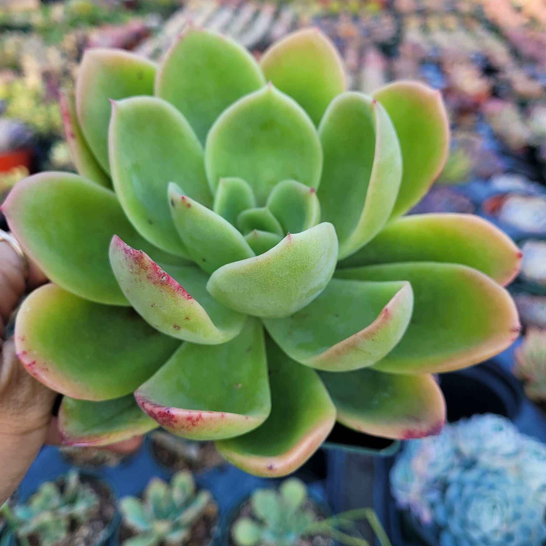 tulip succulent Echeveria 'Tulip'