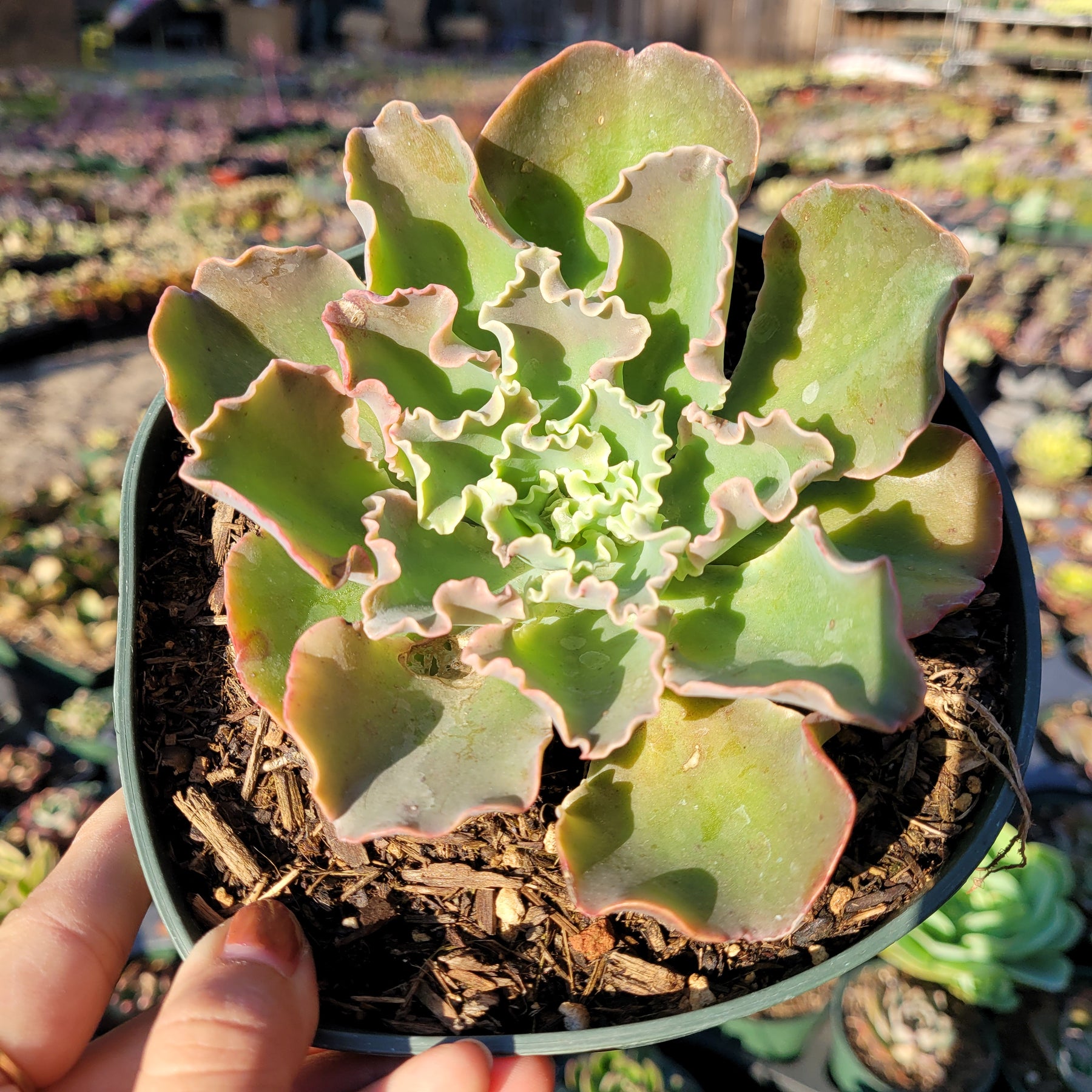blue giant succulent care Echeveria 'Giant Blue' -