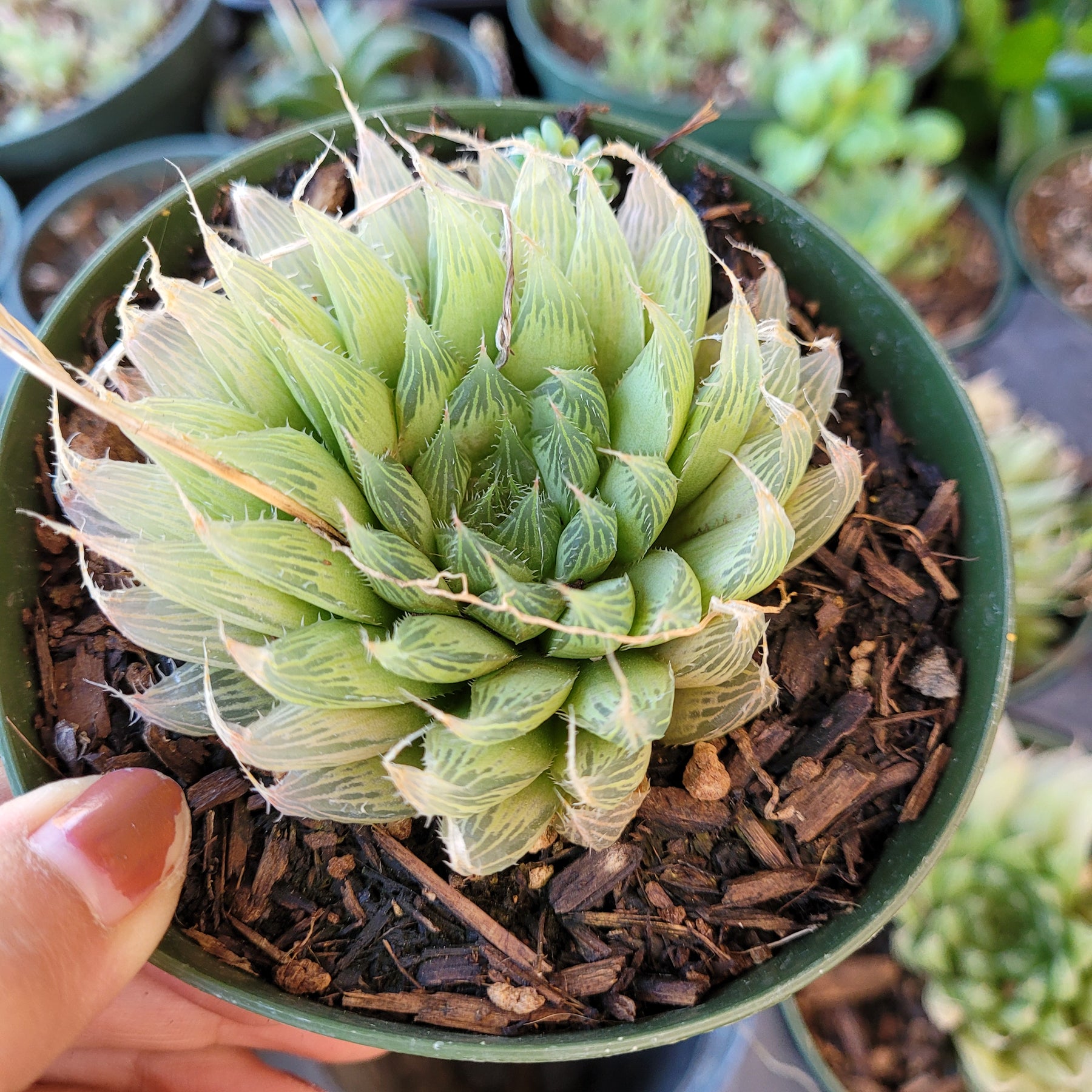 glass window succulent Haworthia cymbiformis 'Cathedral Window Haworthia' 4 Inch Single